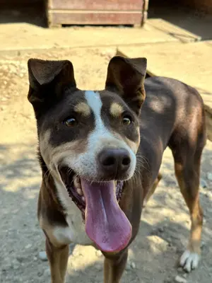 Joker - der charmante Kämpfer, der ein Zuhause sucht  Bild 3