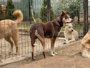 Joker - der charmante Kämpfer, der ein Zuhause sucht  Bild 7