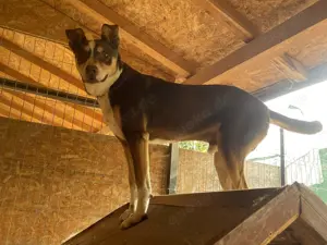 Joker - der charmante Kämpfer, der ein Zuhause sucht  Bild 6