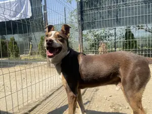 Joker - der charmante Kämpfer, der ein Zuhause sucht  Bild 1