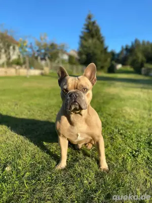 Deckrüde Französische Bulldogge ( nicht zum Verkaufen)