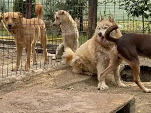 Jenna - Eine wahre Schönheit auf vier Pfoten sucht ihr Paradies Bild 6