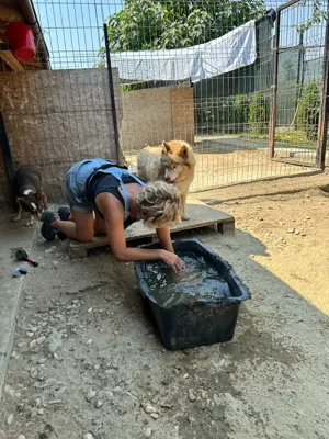 Jenna - Eine wahre Schönheit auf vier Pfoten sucht ihr Paradies Bild 9