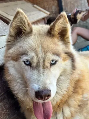 Jenna - Eine wahre Schönheit auf vier Pfoten sucht ihr Paradies