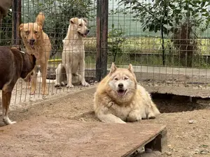 Jenna - Eine wahre Schönheit auf vier Pfoten sucht ihr Paradies Bild 7