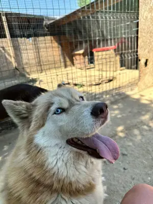 Jenna - Eine wahre Schönheit auf vier Pfoten sucht ihr Paradies