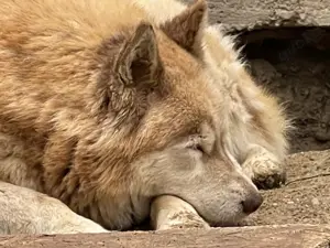 Jenna - Eine wahre Schönheit auf vier Pfoten sucht ihr Paradies Bild 5