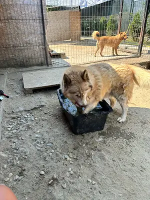 Jenna - Eine wahre Schönheit auf vier Pfoten sucht ihr Paradies Bild 8