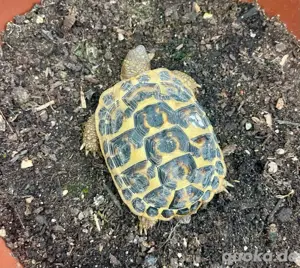 Italienische Landschikdkröten - Testudo hermanni hermanni