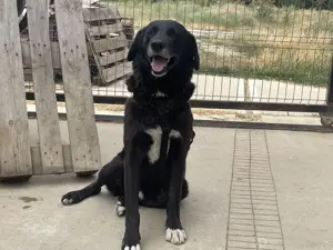 Luca - Der sanfte Riese, der bedingungslose Liebe schenkt