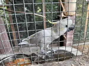 2 männliche Gelbwangenkakadus  Bild 4