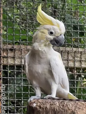 2 männliche Gelbwangenkakadus 