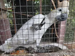 2 männliche Gelbwangenkakadus  Bild 3