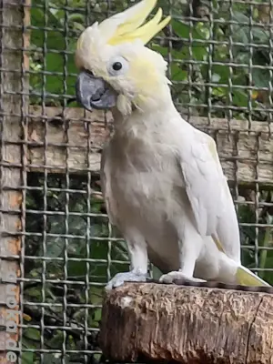 2 männliche Gelbwangenkakadus  Bild 2