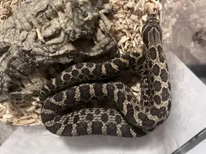 Hakennasennattern   Heterodon Sable, Moondust , Dh Maitai