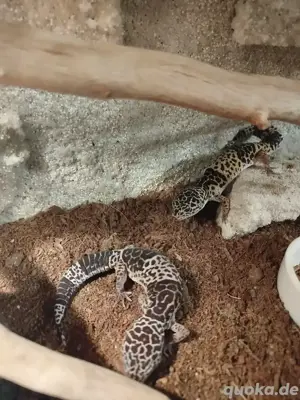 Leopardgeckos, Eublepharis Fuscus