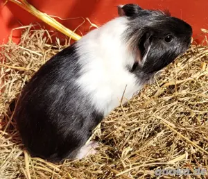 Meerschweinchen Böckchen 1 stück 