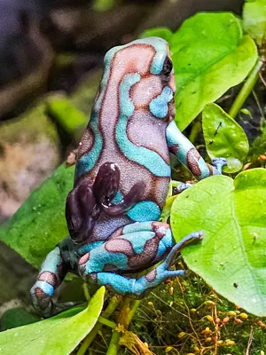 Nachzuchten Dendrobates auratus Bronce Birkhahn abzugeben