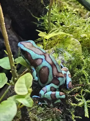 Nachzuchten Dendrobates auratus Bronce Birkhahn abzugeben Bild 2