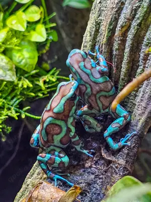 Nachzuchten Dendrobates auratus Bronce Birkhahn abzugeben Bild 3