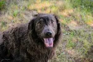 *HARDY* Der Rüde ist lieb, sehr intelligent, menschenbezogen, leinenführig