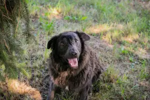 *HARDY* Der Rüde ist lieb, sehr intelligent, menschenbezogen, leinenführig