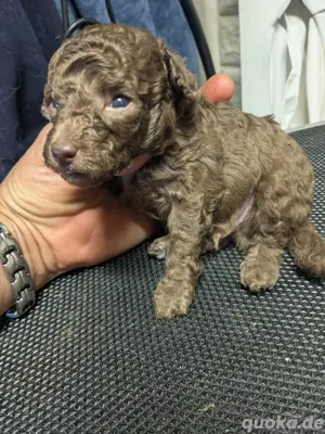 Toypudel Welpen Warteliste, rot weiß silber schwarz? Ahnentafel Gentest, Premium Förderung Aufzuch