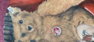 Sammlerstücke Teddys  Bild 2