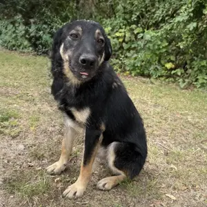 Val, lieber und wunderschöner Hovawart   Schäferhund Mischlingsrüde Bild 3