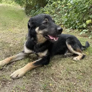 Val, lieber und wunderschöner Hovawart   Schäferhund Mischlingsrüde Bild 4