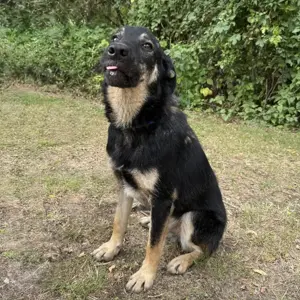 Val, lieber und wunderschöner Hovawart   Schäferhund Mischlingsrüde Bild 2