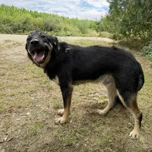 Val, lieber und wunderschöner Hovawart   Schäferhund Mischlingsrüde Bild 5
