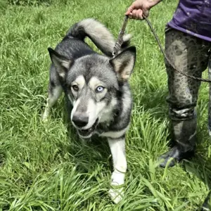 Sonny, junger und hübscher Siberian Husky Rüde Bild 4