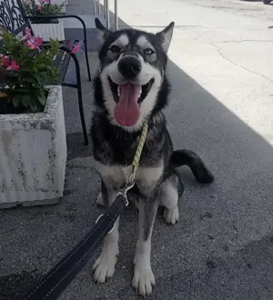 Sonny, junger und hübscher Siberian Husky Rüde Bild 3