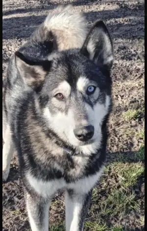 Sonny, junger und hübscher Siberian Husky Rüde Bild 2