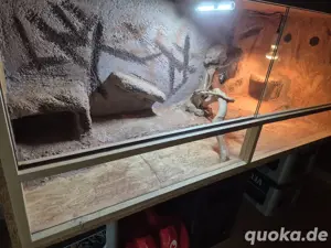 Terrarium mit Zubehör