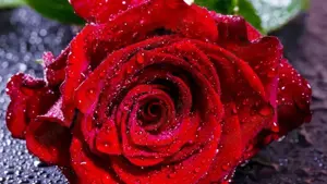 ATTRAKTIV Araber Treu suche liebe ehrliche FREUNDIN,,,