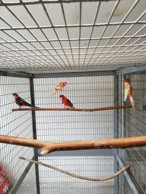 Junge Rosellas in rot und rubino abzugeben.  Bild 2