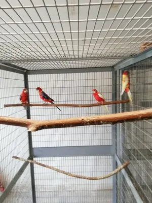 Junge Rosellas in rot und rubino abzugeben.  Bild 5