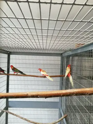 Junge Rosellas in rot und rubino abzugeben.  Bild 3
