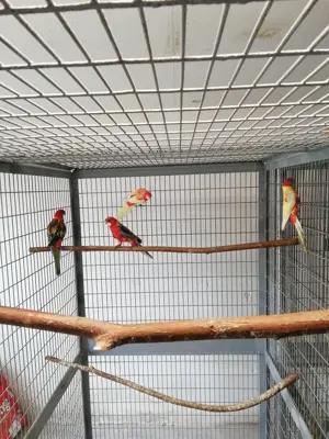 Junge Rosellas in rot und rubino abzugeben.  Bild 6
