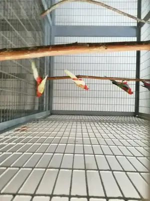 Junge Rosellas in rot und rubino abzugeben.  Bild 4