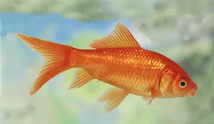 Goldfisch- Nachzuchten 