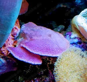 Korallenableger m. Versand Montipora mollis violett