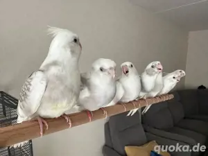 Nymphensittiche super Hamdzahm Weissköpfe nestjunge