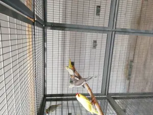 Nymphensittiche jung in vielen Farbvarianten, Ziegensittiche jung gelb, grün gelb Scheck