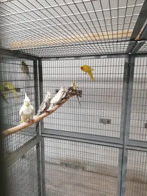 Nymphensittiche jung in vielen Farbvarianten, Ziegensittiche jung gelb, grün gelb Scheck Bild 2