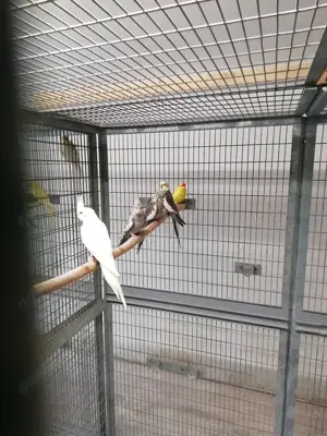 Nymphensittiche jung in vielen Farbvarianten, Ziegensittiche jung gelb, grün gelb Scheck Bild 5