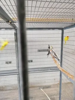 Nymphensittiche jung in vielen Farbvarianten, Ziegensittiche jung gelb, grün gelb Scheck Bild 3