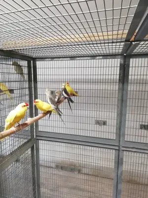 Nymphensittiche jung in vielen Farbvarianten, Ziegensittiche jung gelb, grün gelb Scheck Bild 4